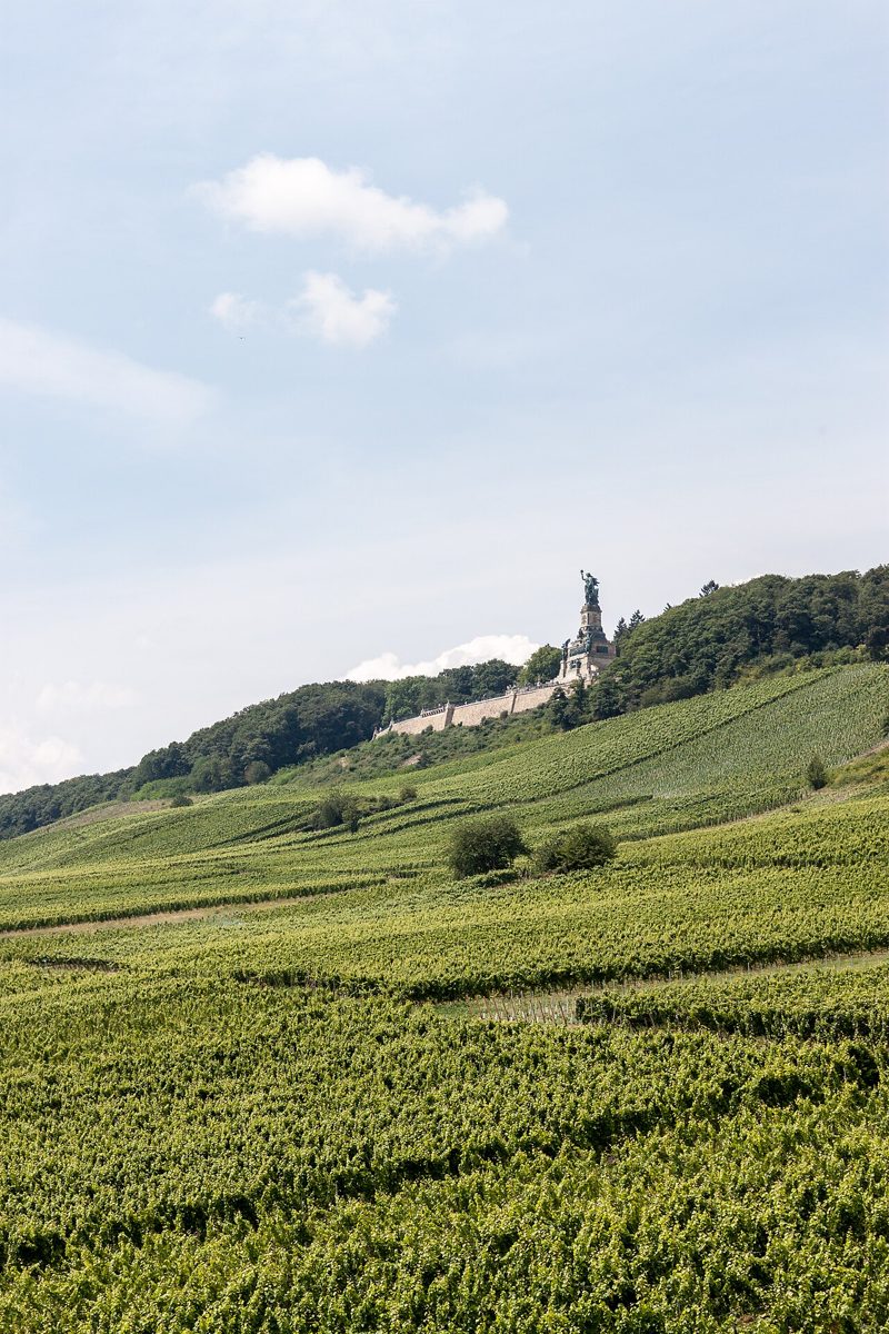 Rheingau Weinberge